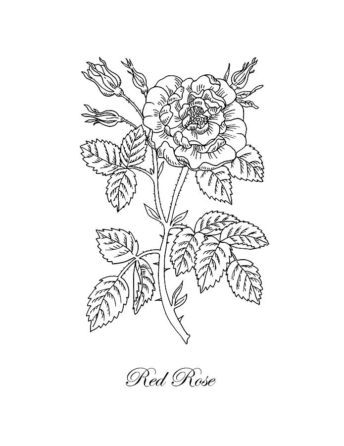 Tea Rose Botanical Drawing Black And White Drawing
