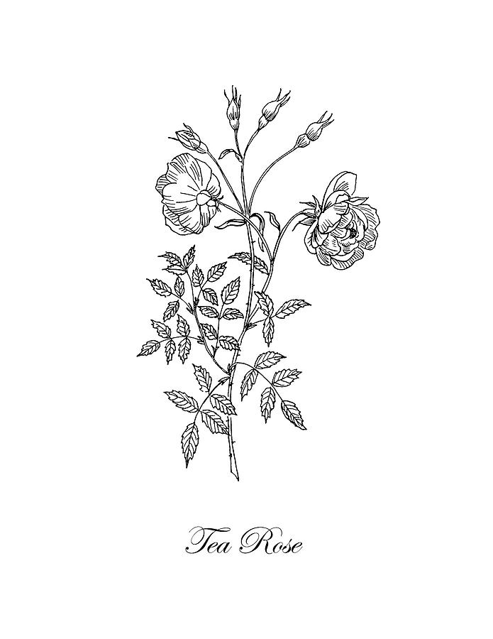 Tea Rose. Botanical Drawing