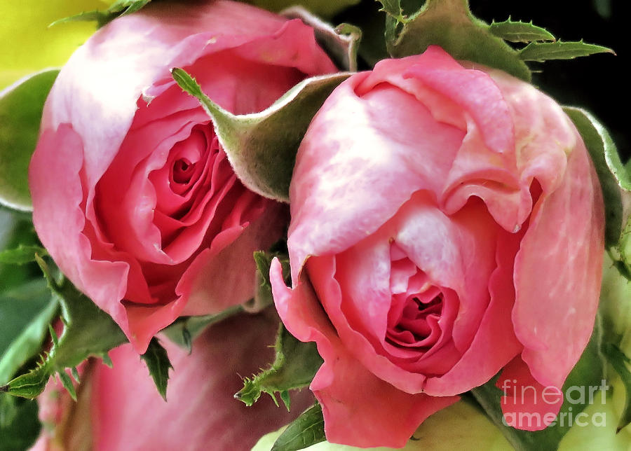 Tea Roses Photograph by Janice Drew