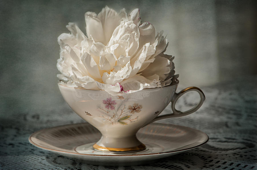 Tea Photograph - Peony in a Teacup  by Maggie Terlecki