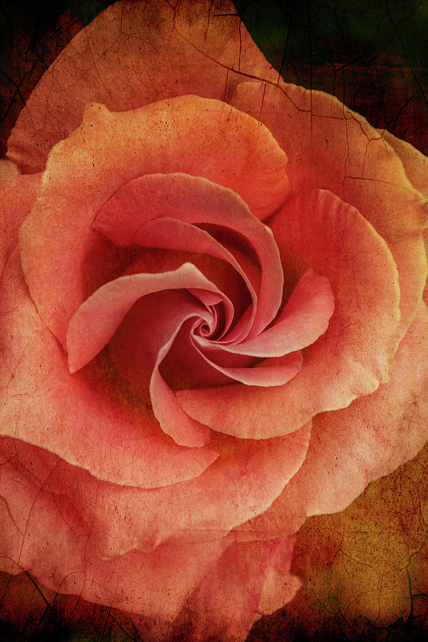 Tea Time Rose Digital Art by Terry Davis
