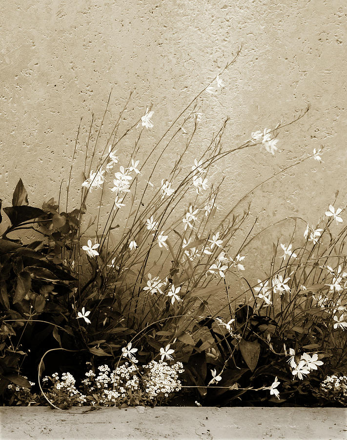 Tea tinted flower box Photograph by Marilyn Hunt
