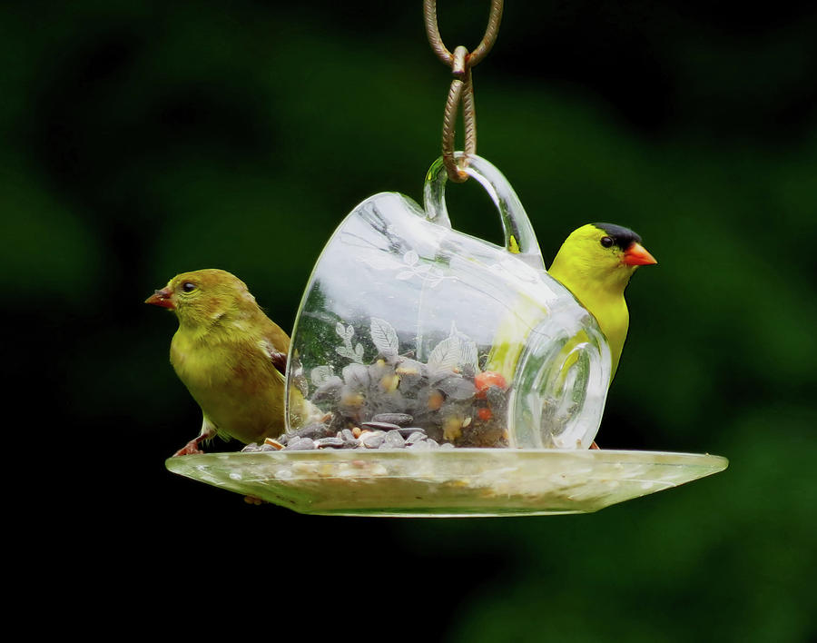 Teacup For Two - Goldfinches Photograph by MTBobbins Photography
