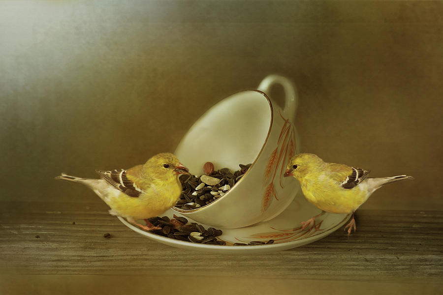Teacup Goldfinch Feeder Photograph by TnBackroadsPhotos