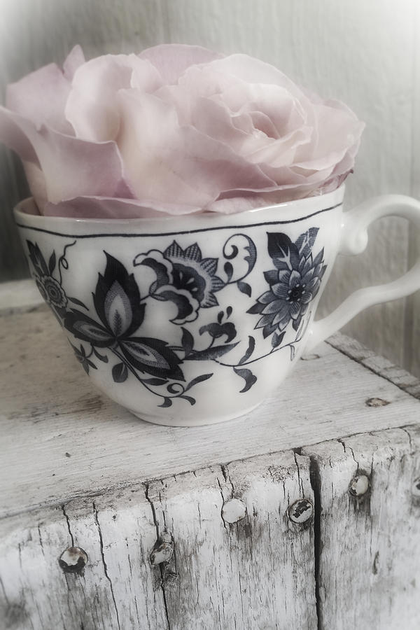 Teacup Rose Photograph by Bonnie Bruno