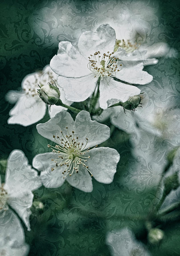 Teal Brocade and Roses Photograph by Carol Senske