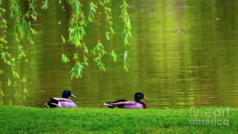 Teal Ducks 2 Photograph by JB Thomas