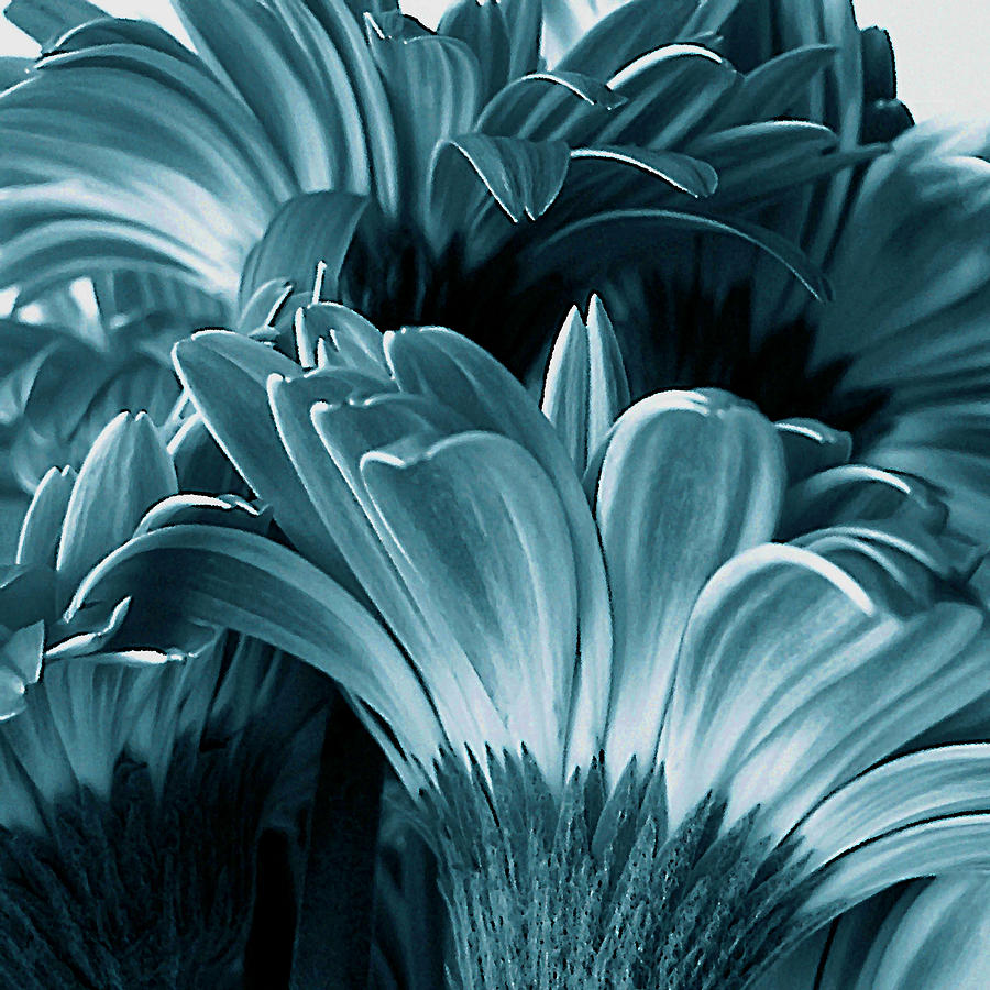 Teal Gerberas Photograph by Tony Grider