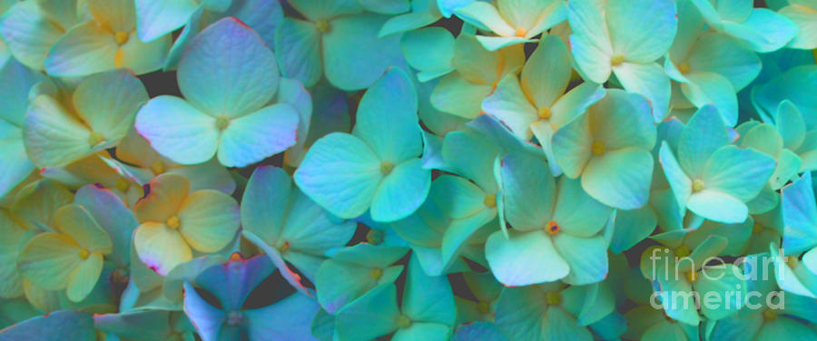 Teal Hydrangeas Photograph by H Cooper