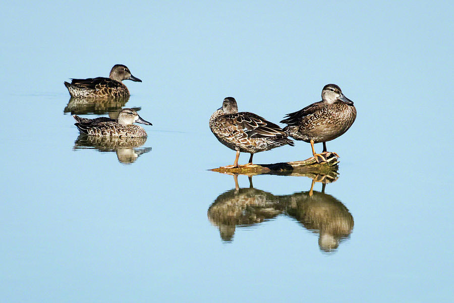 Teal Reflections Photograph by Dawn Currie