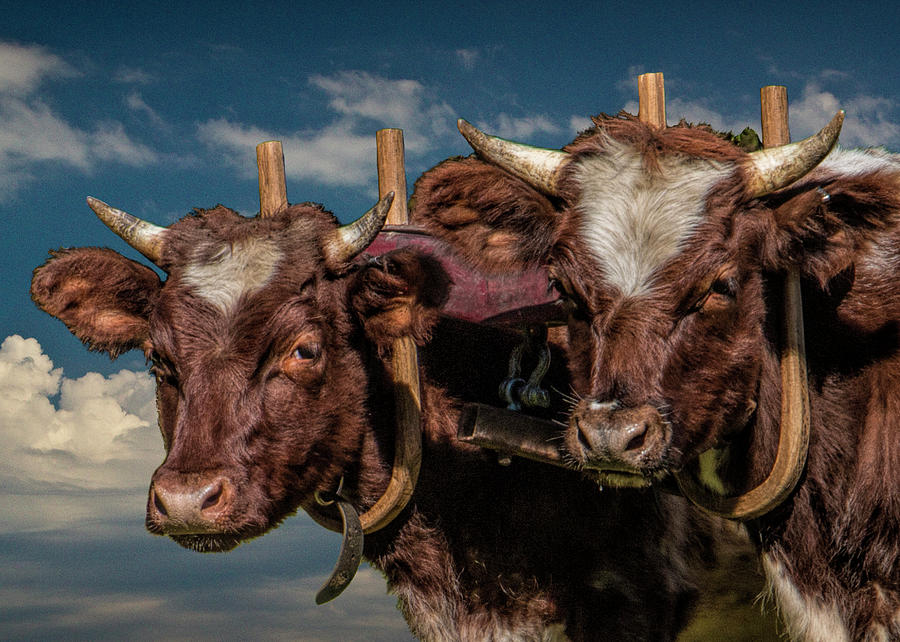 Team of Oxen Photograph by Randall Nyhof