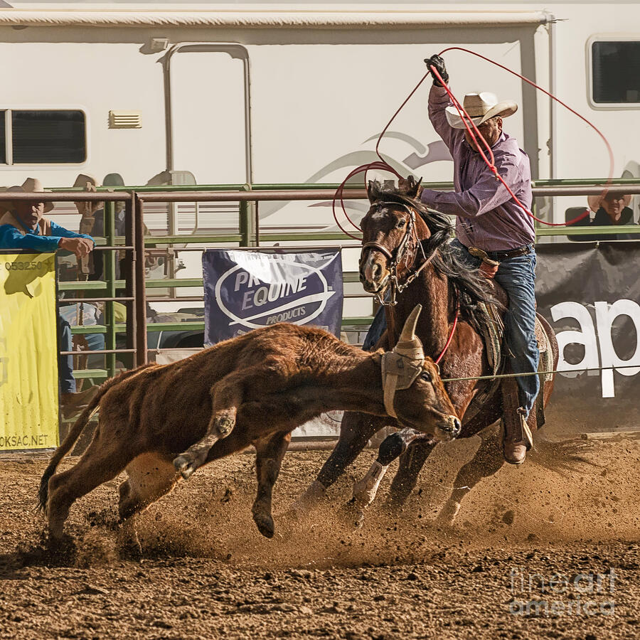 Horse Photograph - Team Roping at Wickenburg Senior Pro Rodeo by Priscilla Burgers