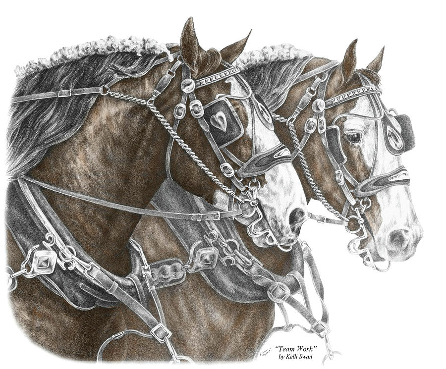 Black And White Drawing - Team Work - Clydesdale Draft Horse Print color tinted by Kelli Swan
