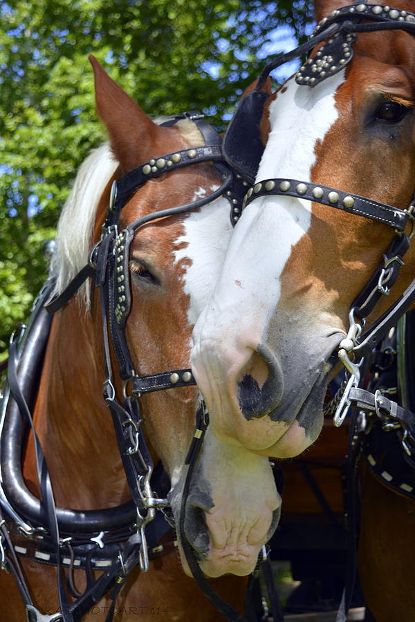Horse Photograph - Teammates by Kathy Barney