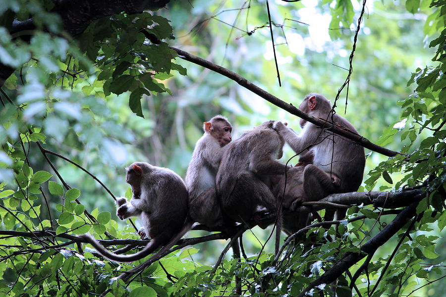 Teamwork Photograph by Arnab Mukherjee - Fine Art America