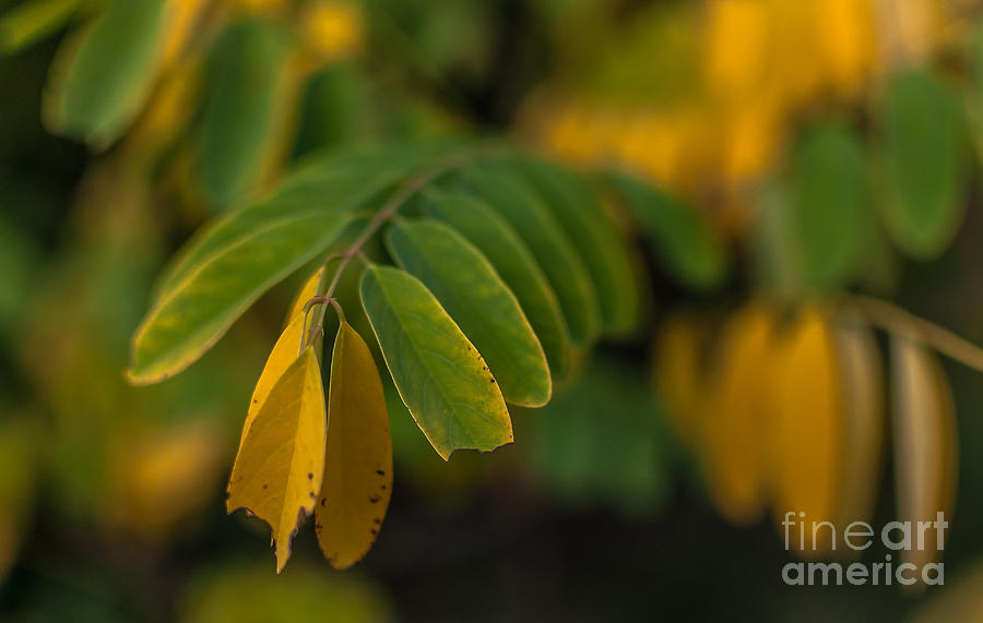 Tear off calendar Photograph by Lyudmila Prokopenko Fine Art America