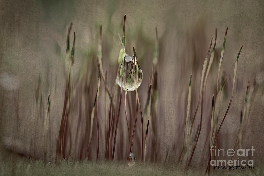 teardrop for Spring Photograph by Rene Crystal