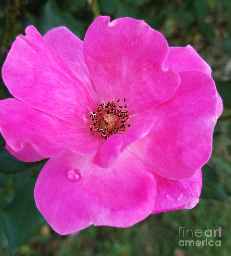 Teardrop Rose Photograph by Maria Urso