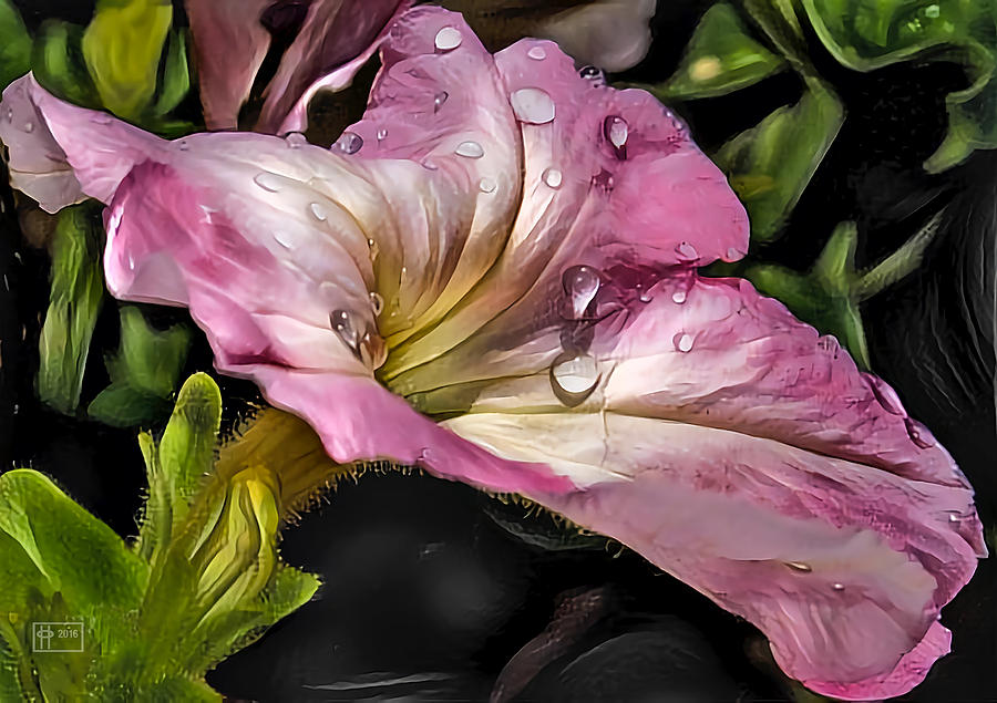 Teardrops in the Rain Digital Art by Jim Pavelle