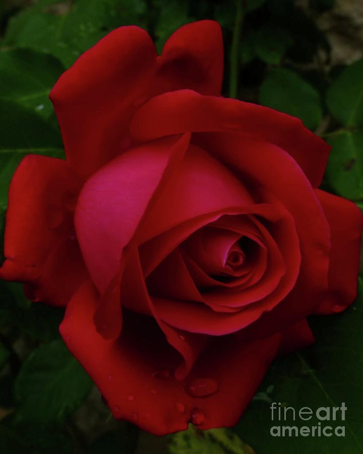 Teardrops of a Rose Photograph by Barbie Corbett-Newmin