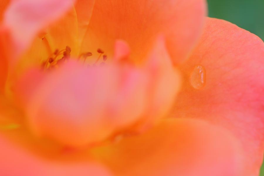Tearful Rose Photograph by The Art Of Marilyn Ridoutt-Greene