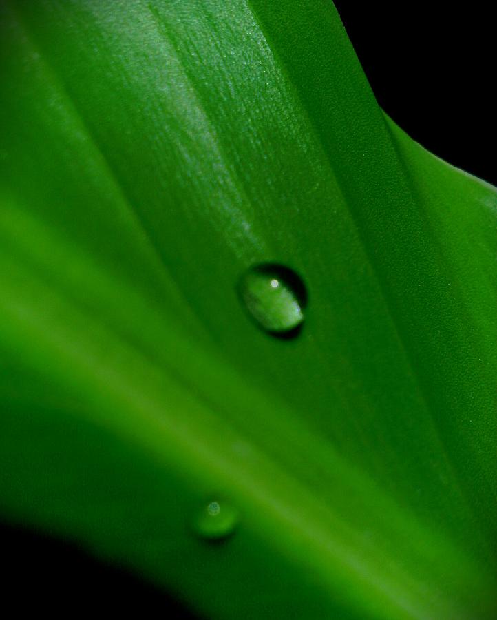 Tears in Green Photograph by Prateek Jangid - Fine Art America