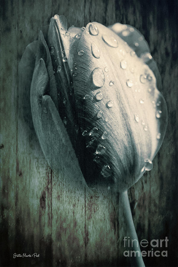 Tears of a Tulip Digital Art by Jutta Maria Pusl