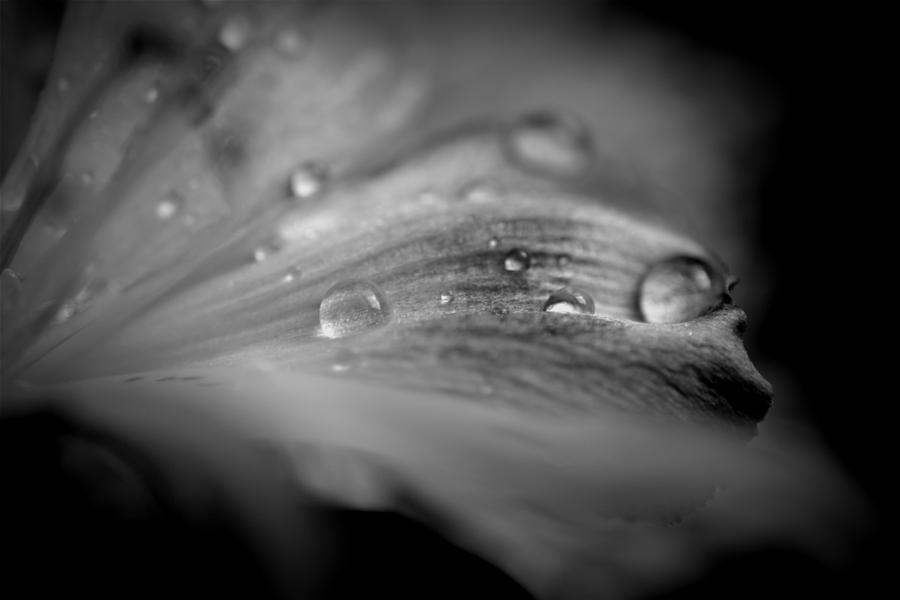 Tears On My Pillow Photograph by Paul Gavin