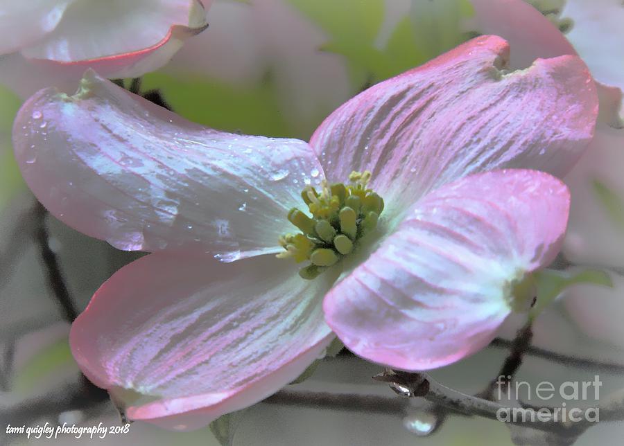 Tears On The Dogwood Photograph by Tami Quigley