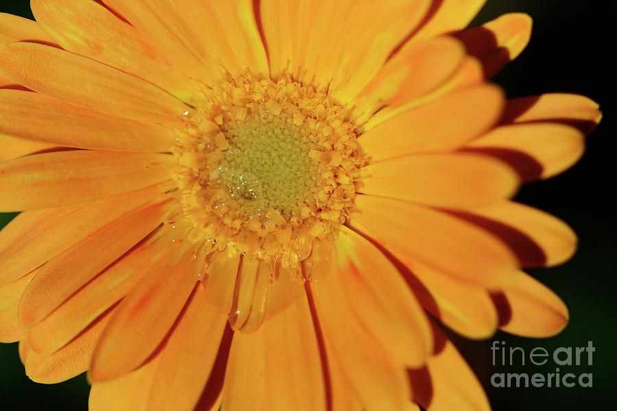 Teary Flower Photograph by Cindy Manero