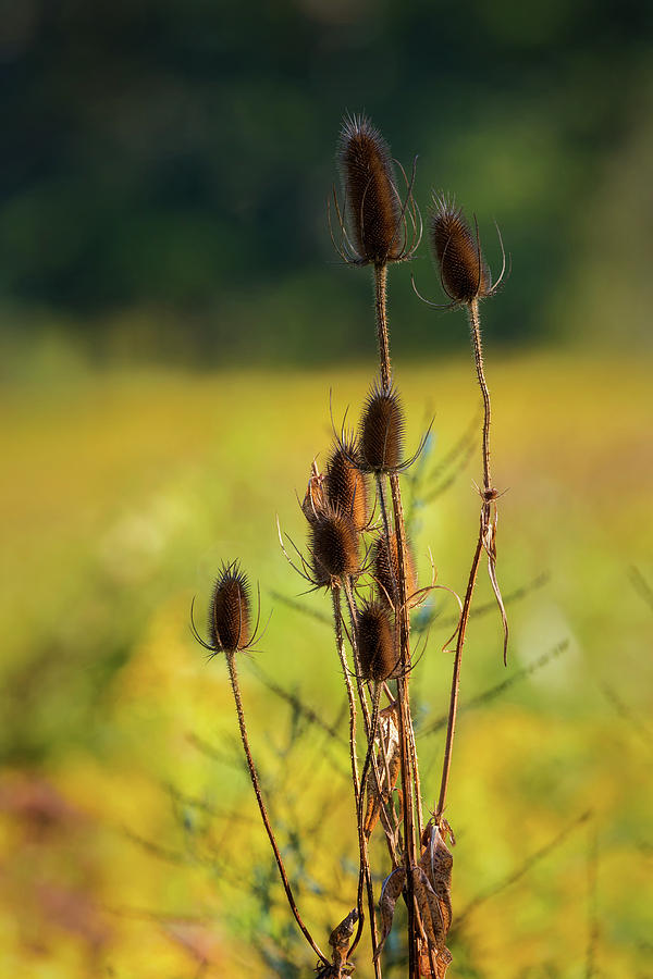Teasel Photograph by Bill Wakeley