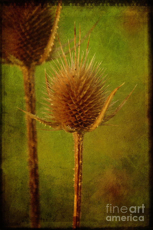 Teasel from another year Photograph by Mary Machare
