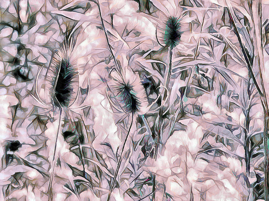 Teasel In Abstract - Rose Photograph by Leslie Montgomery