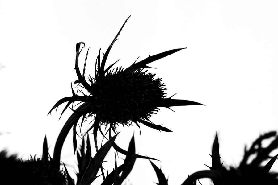 Teasel in Black and White Photograph by Cheryl Day