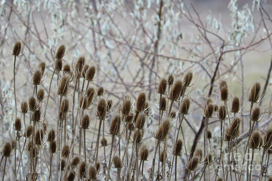 Teasel Seed Pods Photograph by Carol Groenen