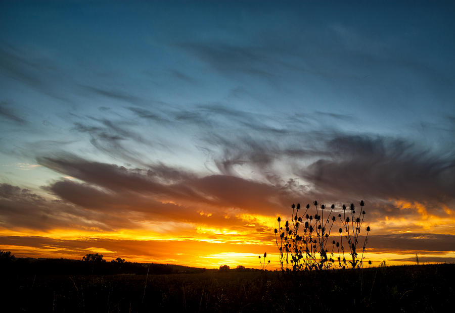Teasel Silhouette at Sunset. Photograph by John Paul Cullen