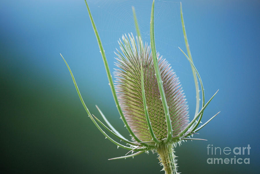 Flower Photograph - Teasel Sky by Randy Bodkins