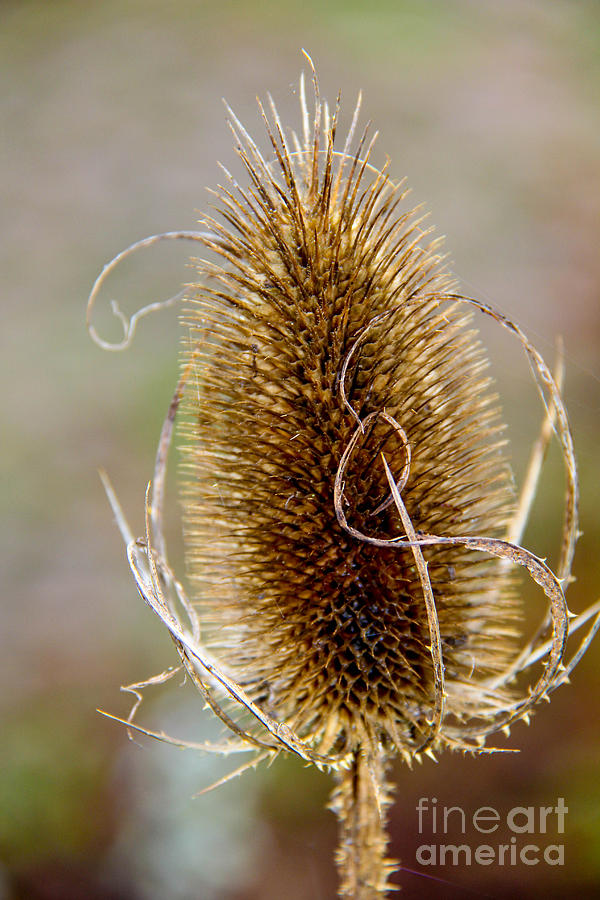 Teasel Photograph by SnapHound Photography