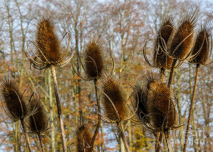 Teasels Photograph by SnapHound Photography