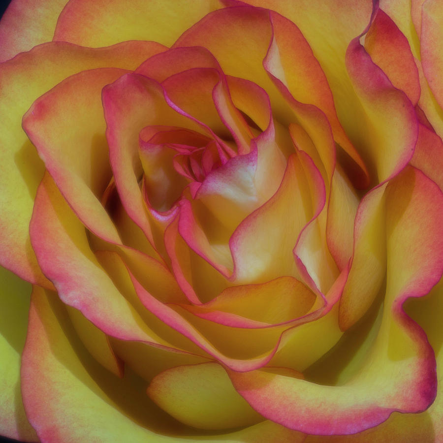 Technicolor Rose Photograph by John Roach