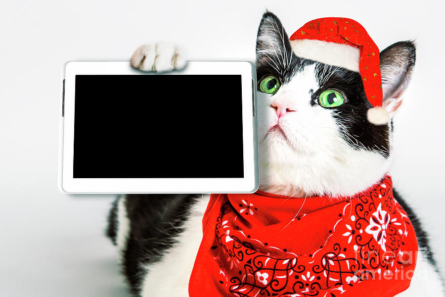Technology christmas Cat Photograph by Benny Marty
