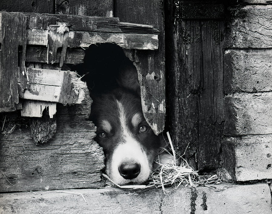 Working Border Collie Dog. Photograph by Maggie Mccall
