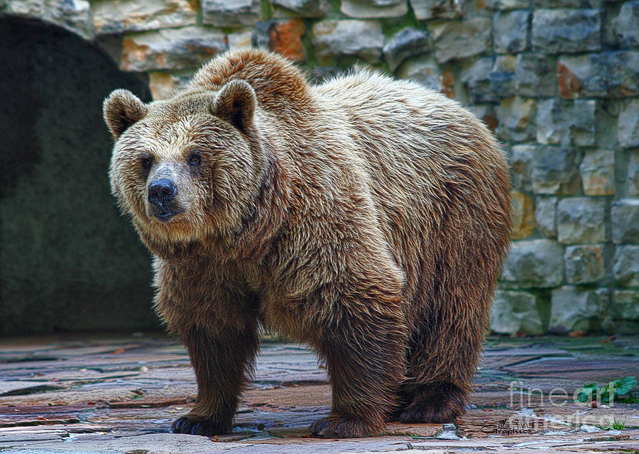 Bear Photograph - Teddy Bear Alive by Jutta Maria Pusl