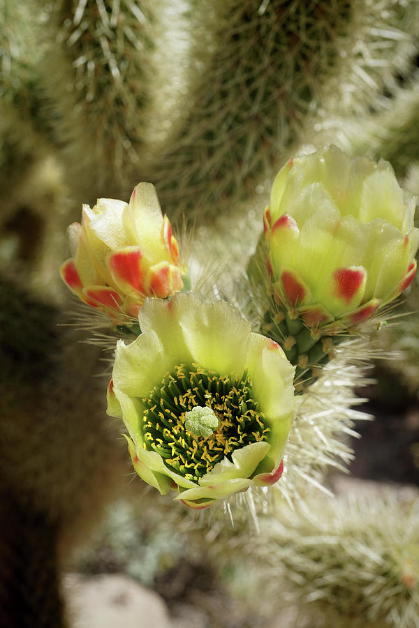Teddy Bear Cholla Cactus 3 Photograph by Kenneth Roberts