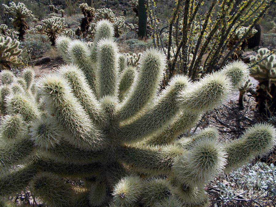 Saguaro National Park Photograph - Teddy Bear Cholla Cactus by Jerry Bokowski