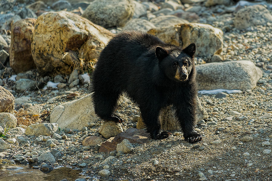 American Black Bear Photograph - Teddy Bear by Dennis Bolton