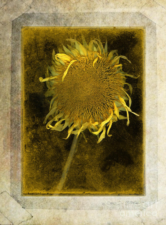 Teddy Bear Sunflower # 2 Photograph by Craig J Satterlee