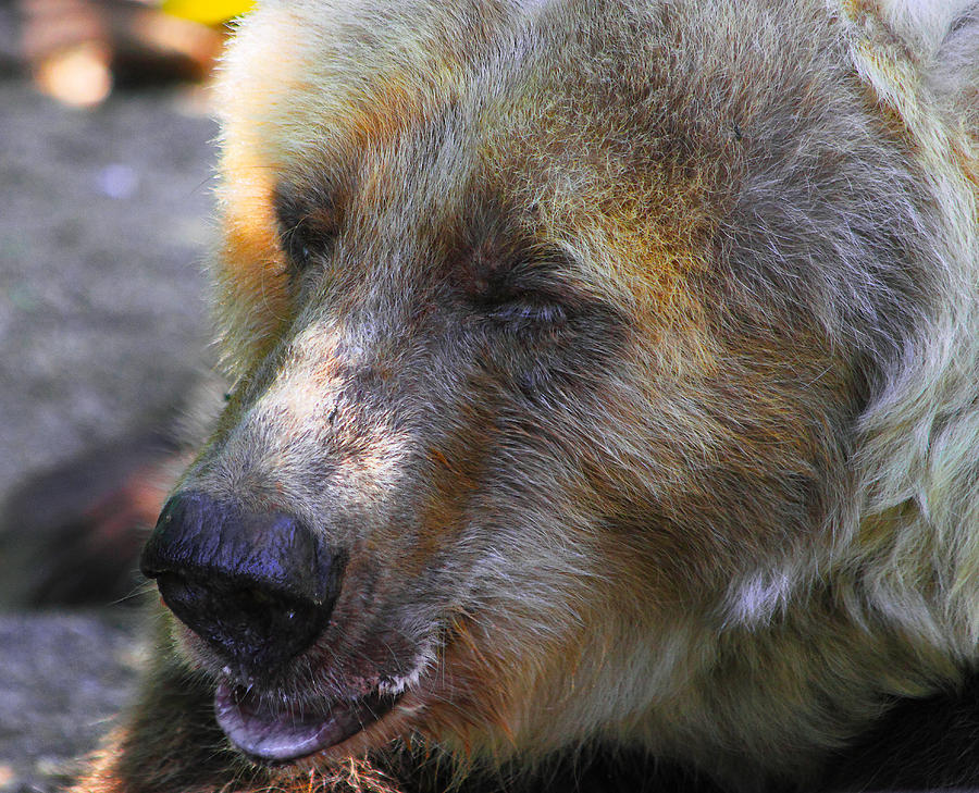 Bear Photograph - Teddy  Bear  The Oldest Kodiak Bear by Miroslava Jurcik