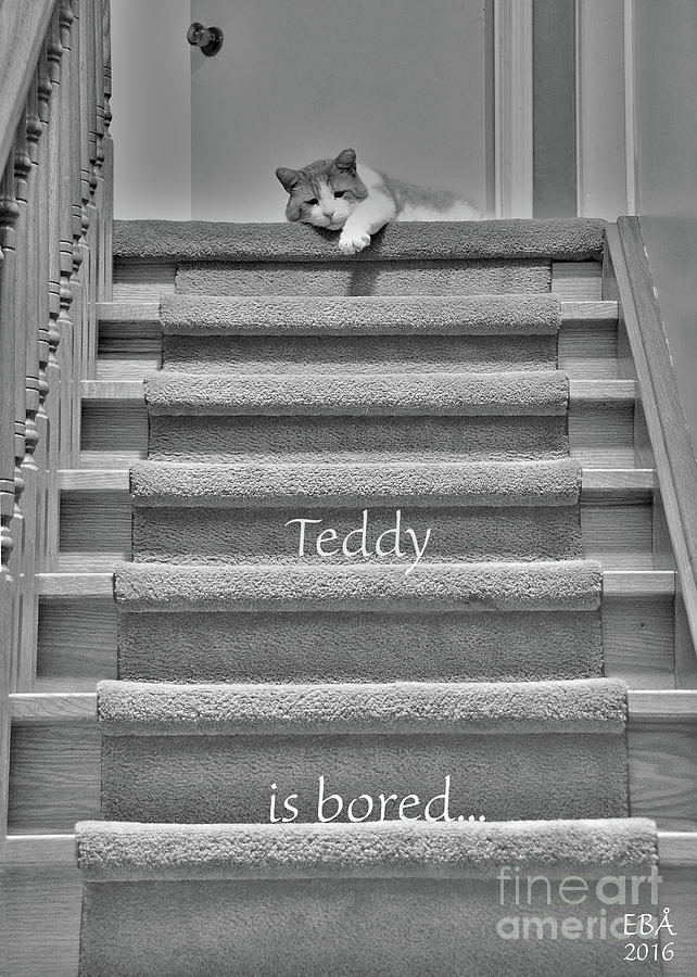 Teddy is borred Photograph by Elaine Berger