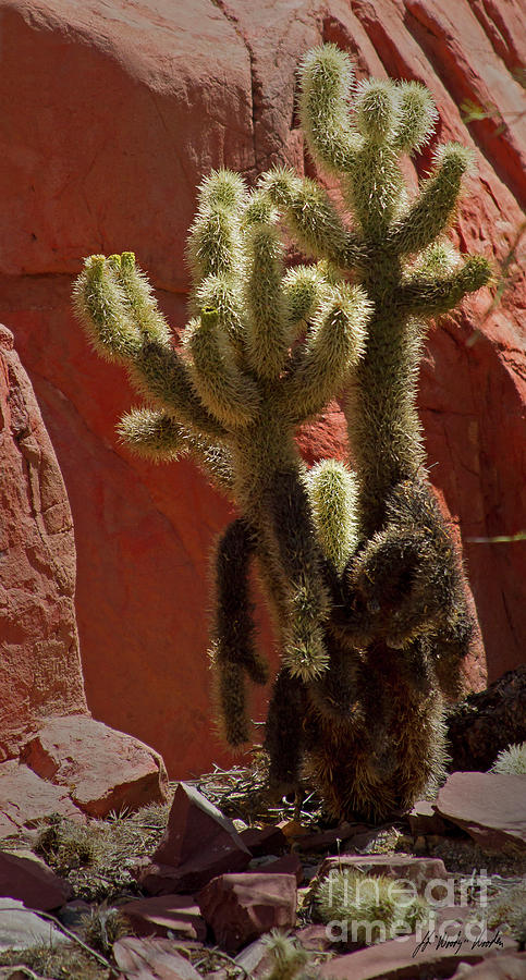 Teddybear Cholla Cactus-Signed-#3322 Photograph by J L Woody Wooden
